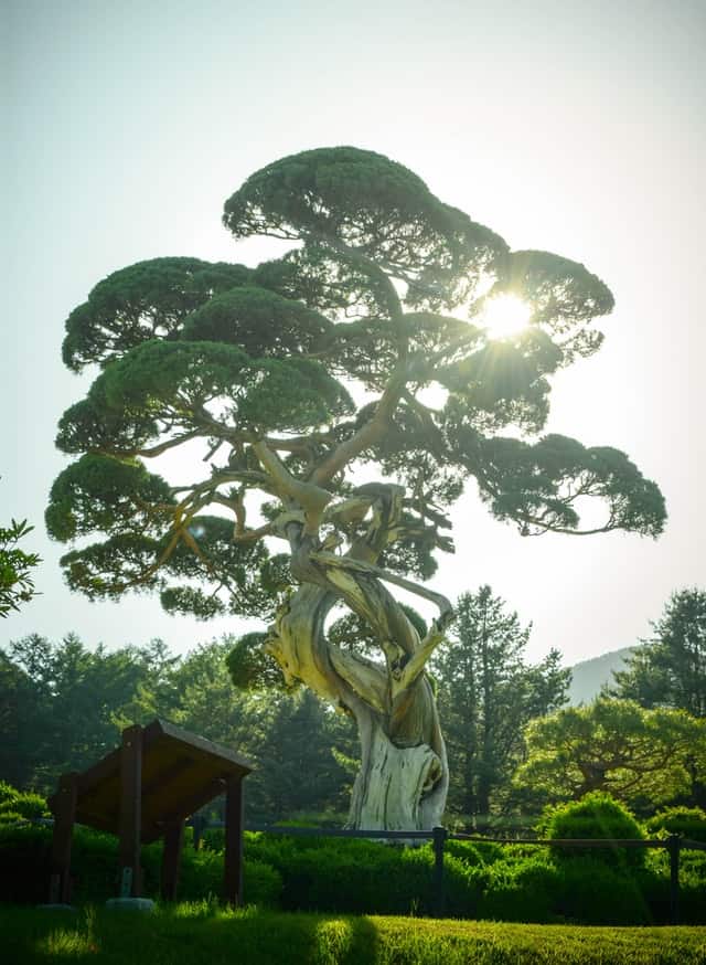 Garden of Morning Calm